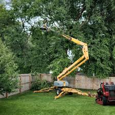 How Our Tree Care Process Works  in  Oronoque, CT