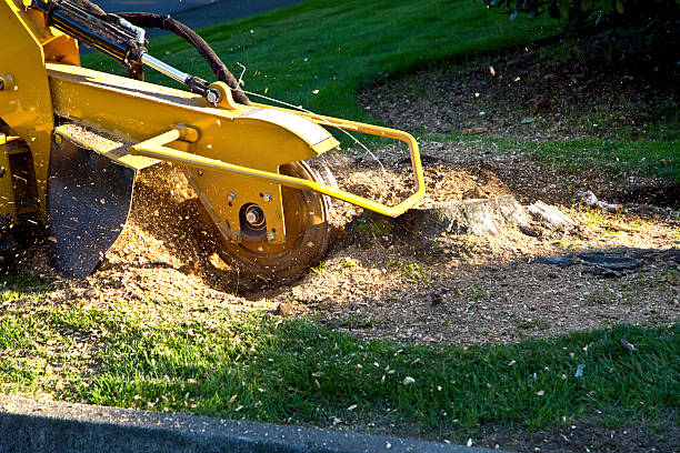 Reliable Oronoque, CT  Tree Services Solutions